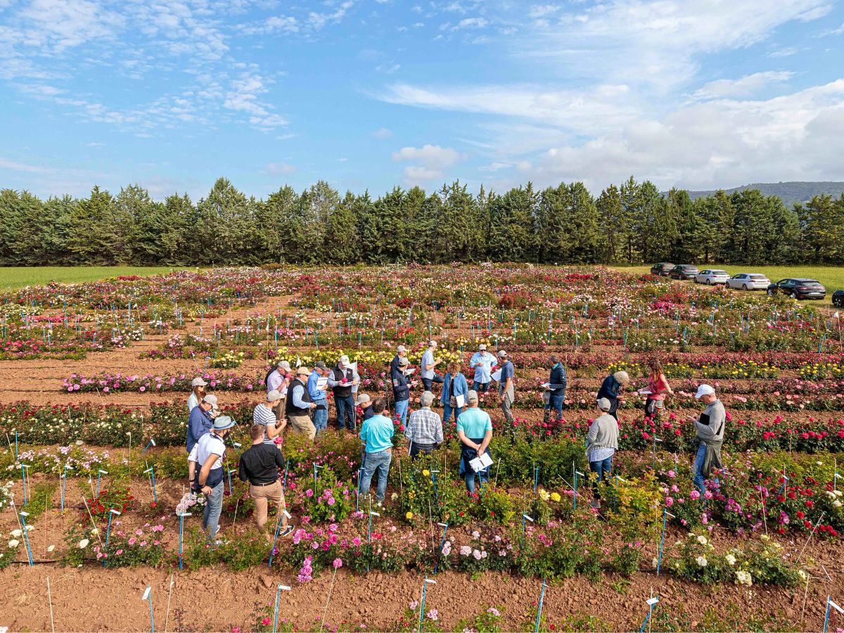 The House of Meilland