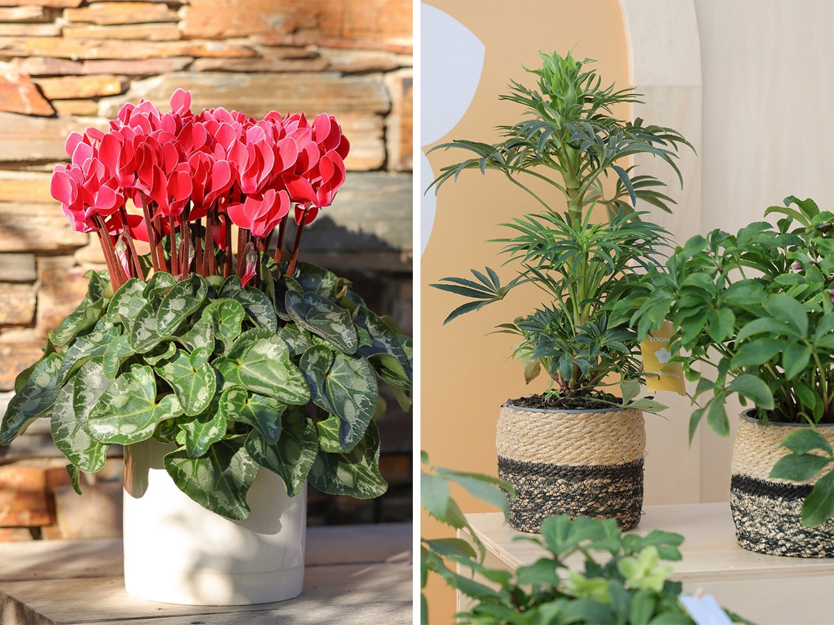 IPM Sneak Preview Morel Cyclamen Helleborus