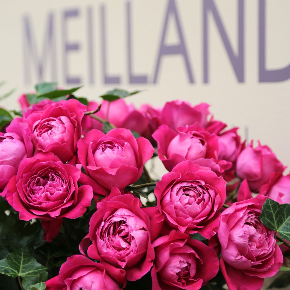 The House of Meilland