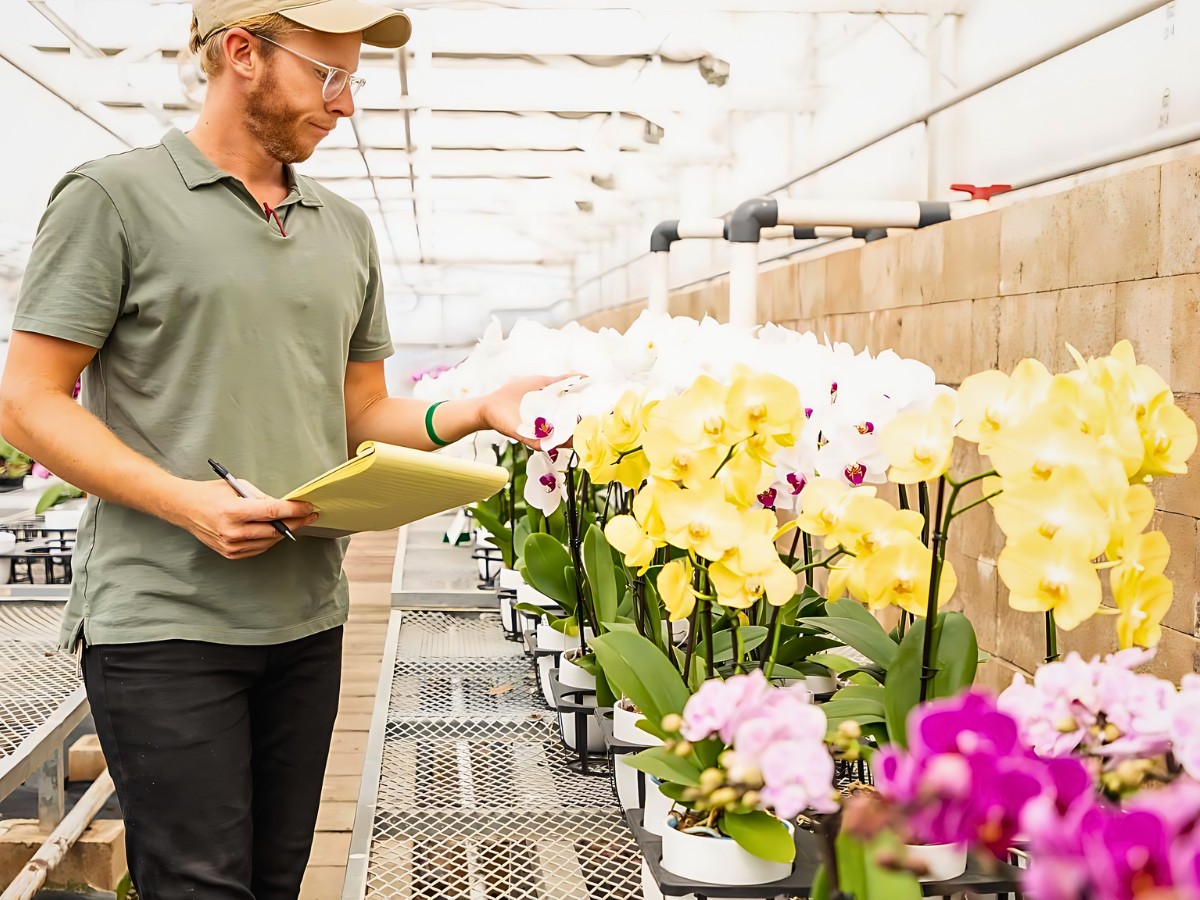 A grower inspects orchid A grower inspects orchid