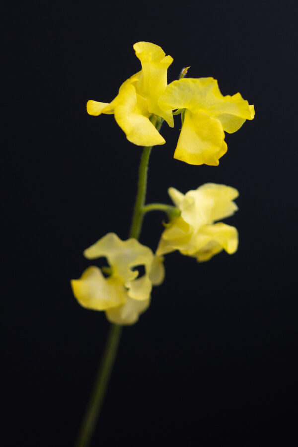 A Floral Shoot With Colorful Lathyrus odoratus