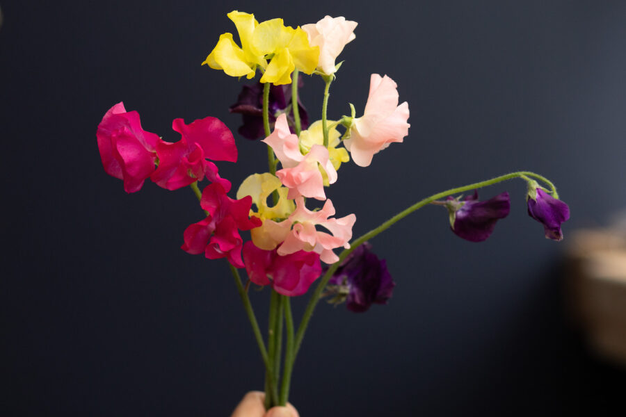 A Floral Shoot With Colorful Lathyrus Alina Neacsa Floral Designer