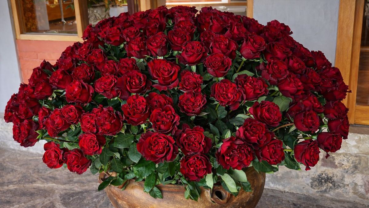 Rose Hearts from Jan Spek Rozen Rose Hearts from Jan Spek Rozen