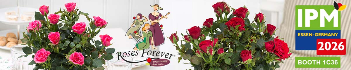 BannerRosesForeverIPM2026 Desktop