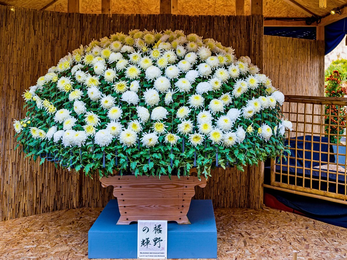 Ozukuri, the Art of Making Thousand Bloom Chrysanthemum Floral Display