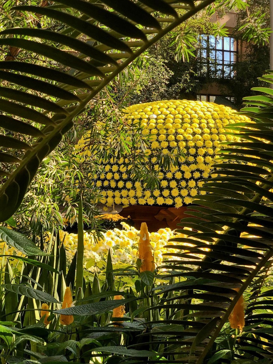 Ozukuri, the Art of Making Thousand Bloom Chrysanthemum Floral Display