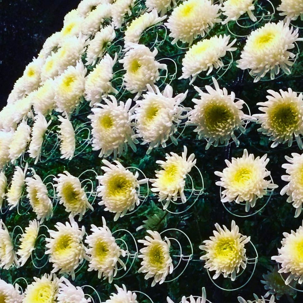 Ozukuri, the Art of Making Thousand Bloom Chrysanthemum Floral Display