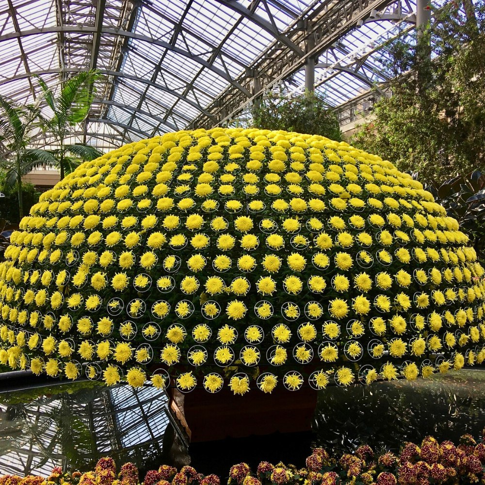 Ozukuri, the Art of Making Thousand Bloom Chrysanthemum Floral Display