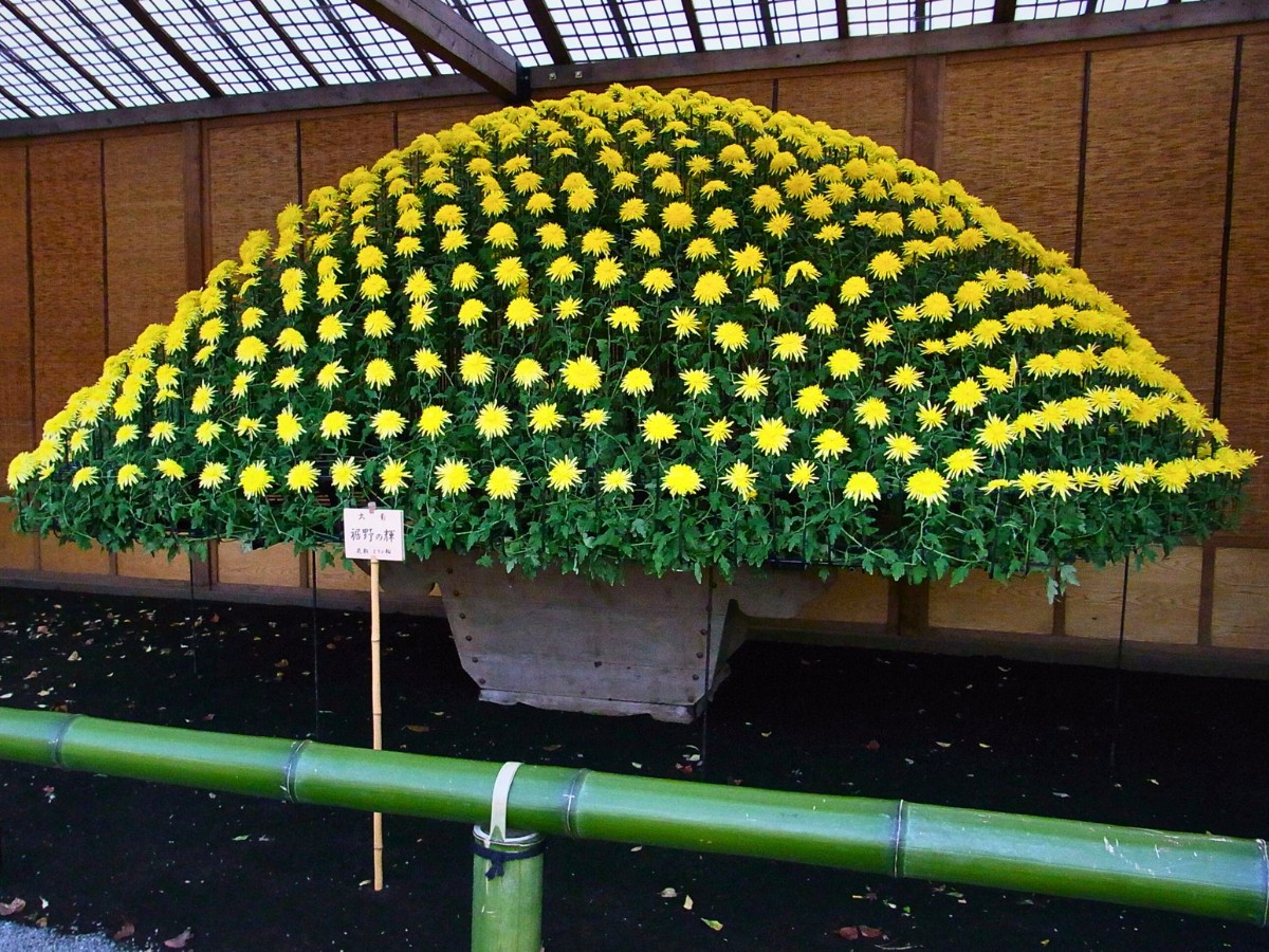 Ozukuri, the Thousand Bloom Chrysanthemum Display