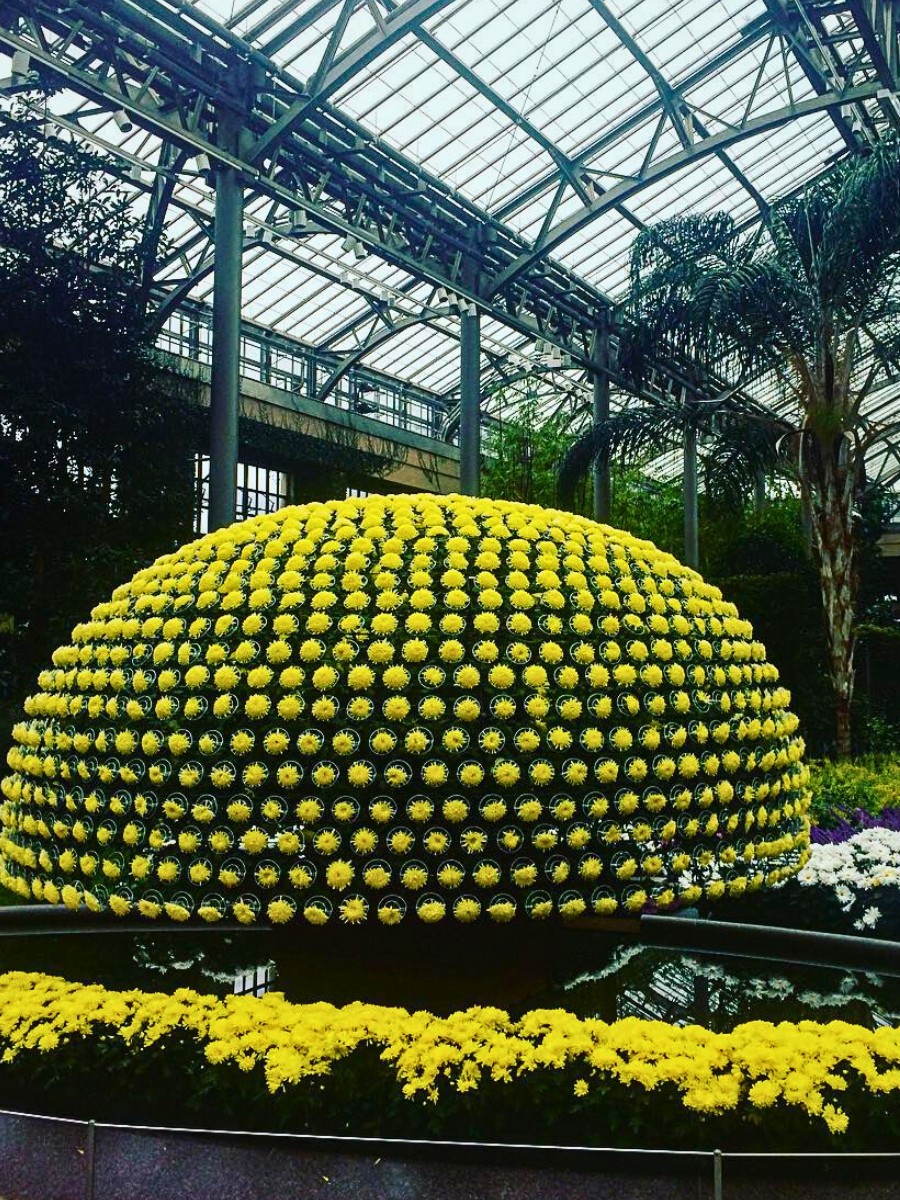 Ozukuri, the Art of Making Thousand Bloom Chrysanthemum Floral Display