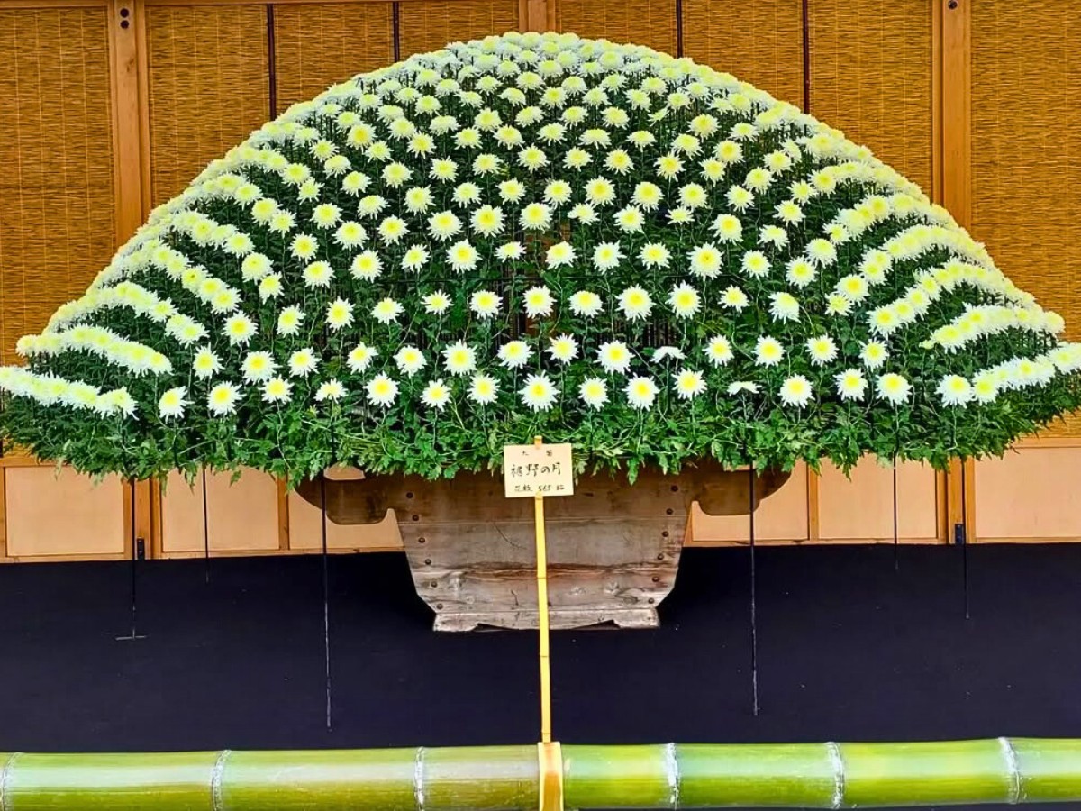 Ozukuri, the Thousand Bloom Chrysanthemum Display