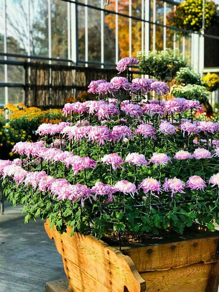 Ozukuri, the Art of Making Thousand Bloom Chrysanthemum Floral Display