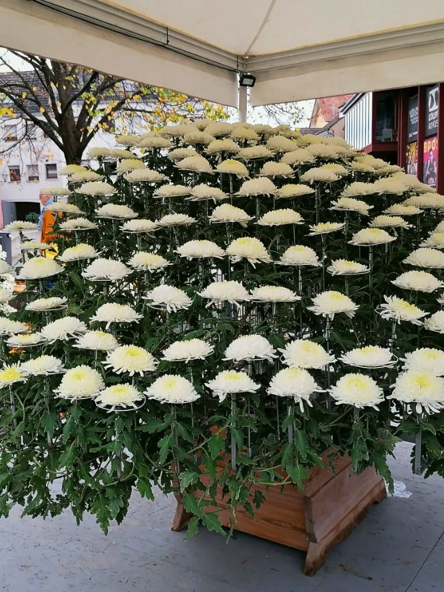 Ozukuri, the Thousand Bloom Chrysanthemum Display