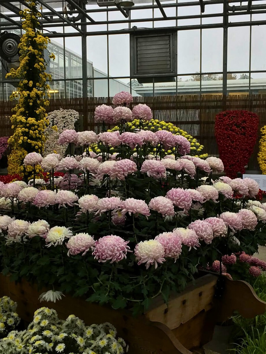 Ozukuri, the Art of Making Thousand Bloom Chrysanthemum Floral Display