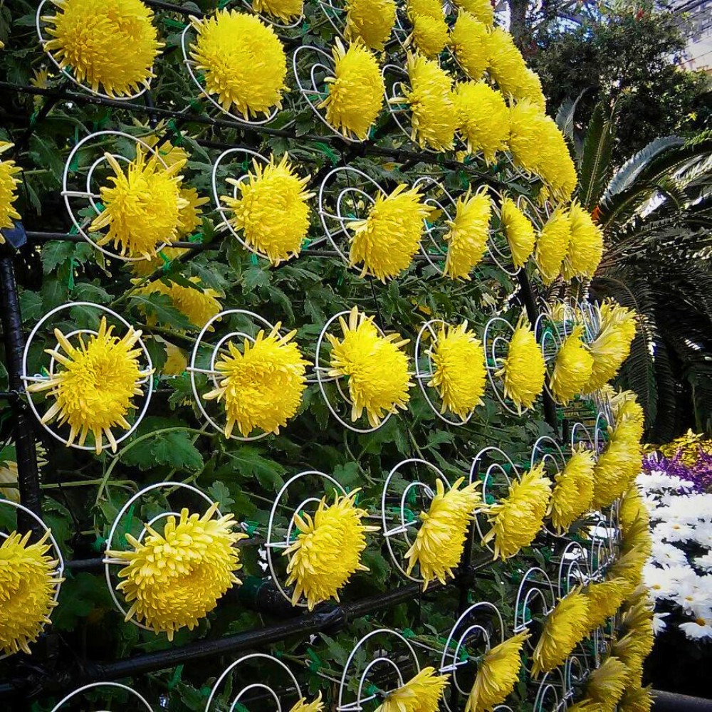 Ozukuri, the Art of Making Thousand Bloom Chrysanthemum Floral Display