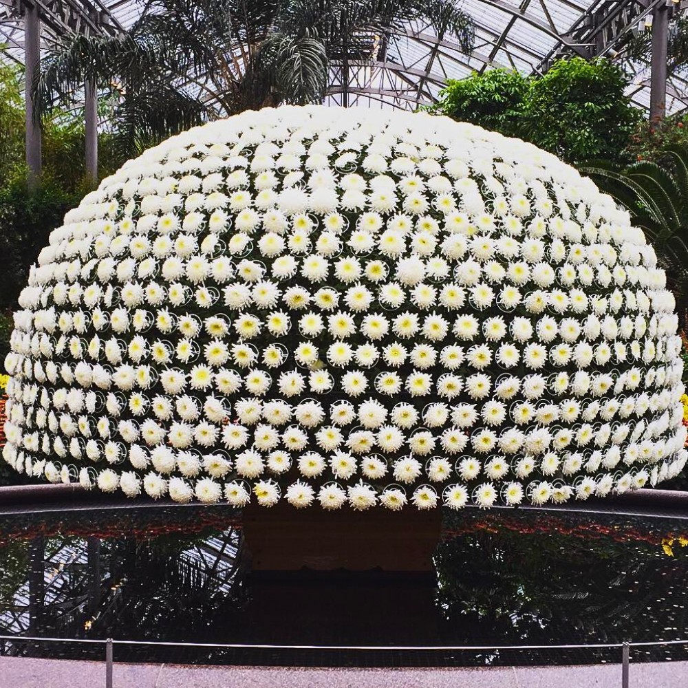 Ozukuri, the Art of Making Thousand Bloom Chrysanthemum Floral Display