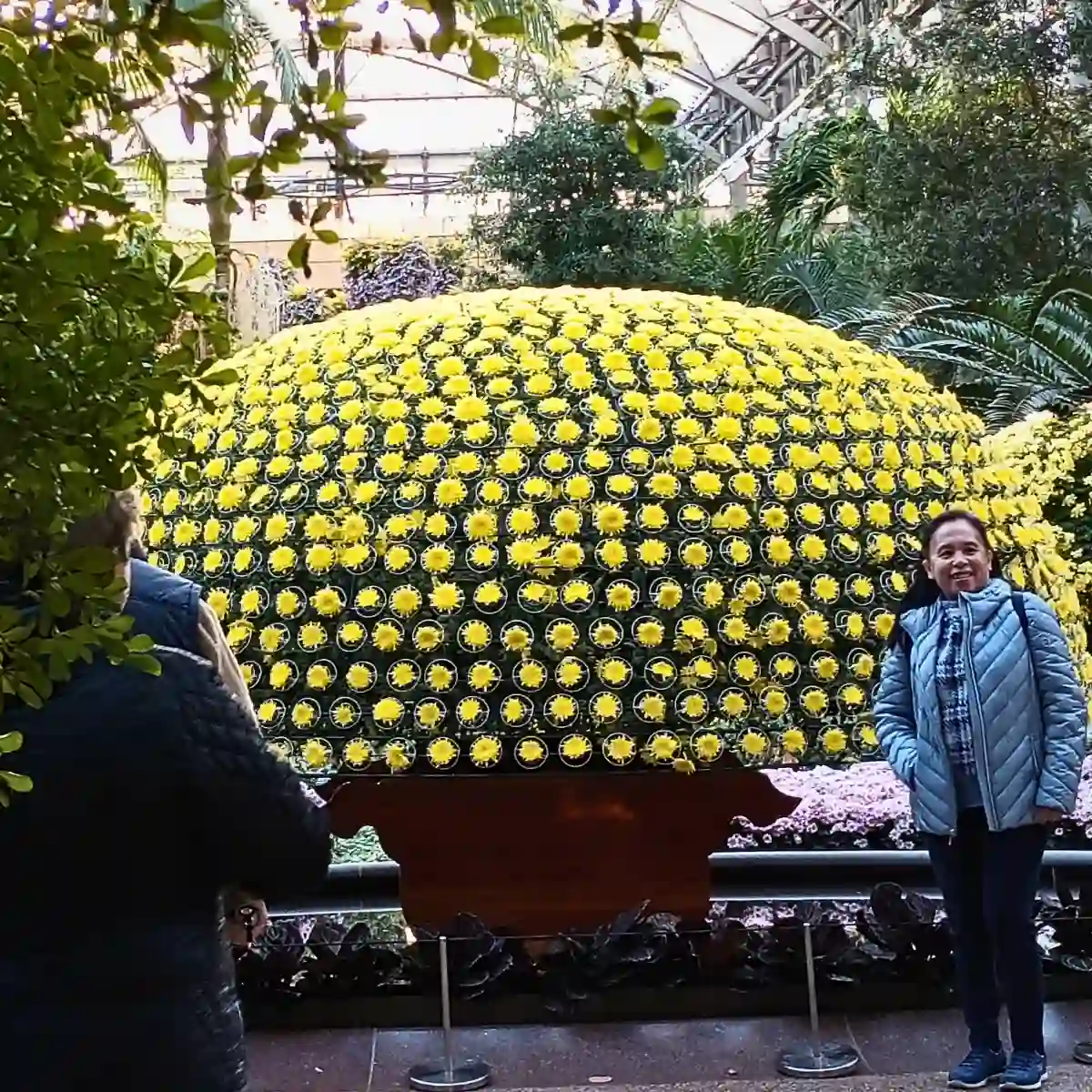 Ozukuri, the Art of Making Thousand Bloom Chrysanthemum Floral Display