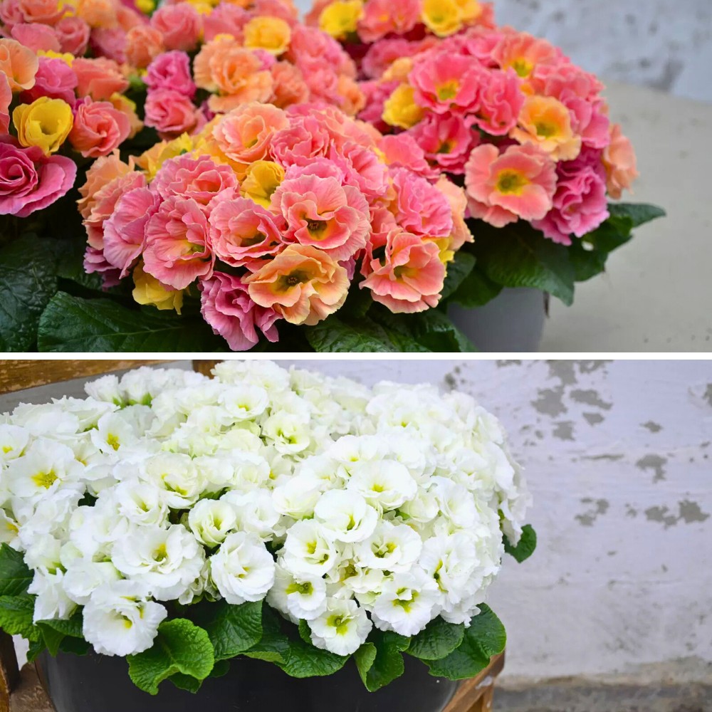 International Pavilions Are Redefining the Horticultural Trade Fair Experience at the IPM ESSEN 2026