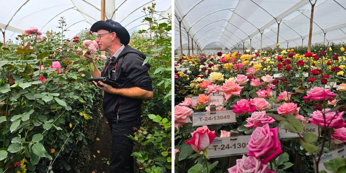 Roses by De Ruiter Ecuador