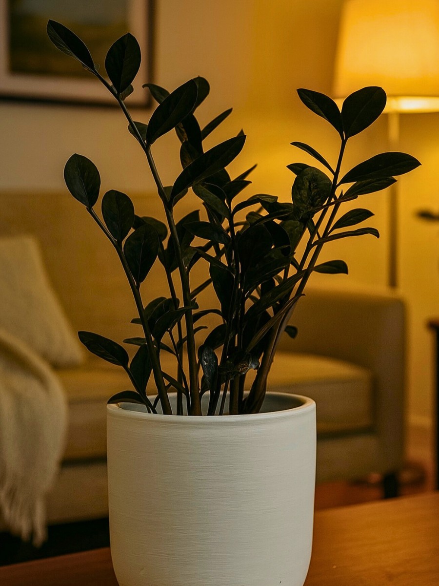 Zamioculcas zamiifolia in a pot
