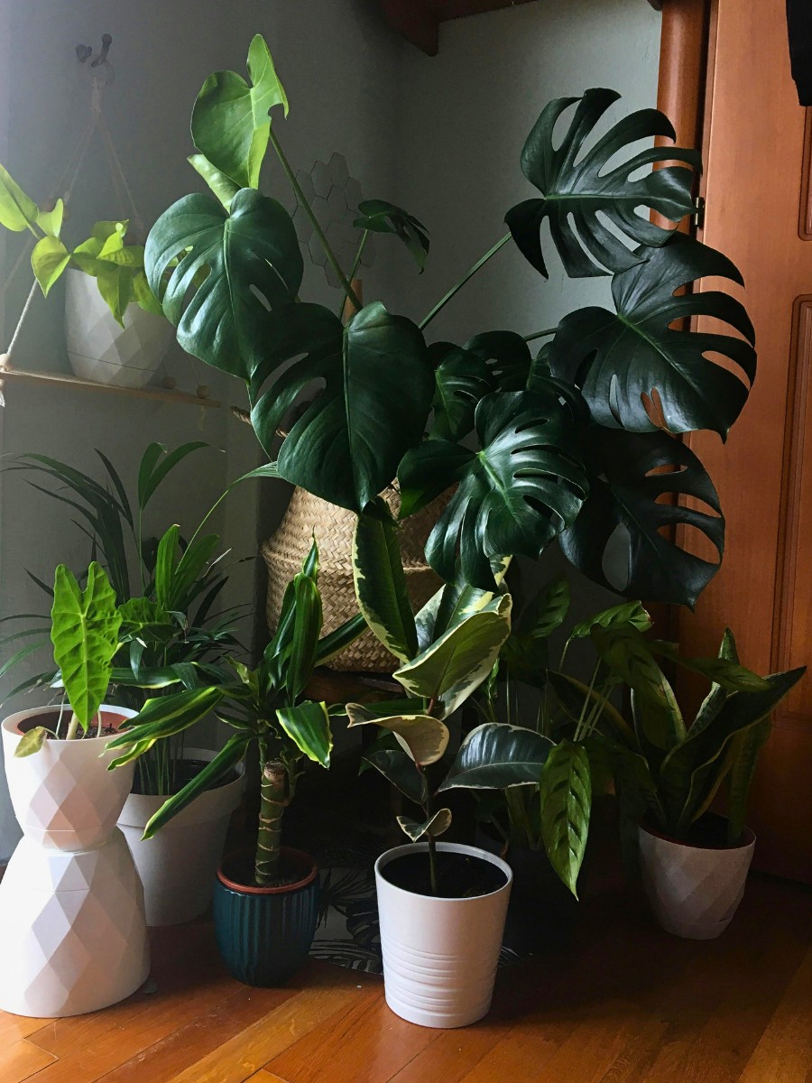 Plants that perform well in low light include ZZ plants, snake plants, peace lilies, pothos, philodendrons, Dracaenas, and cast iron plants