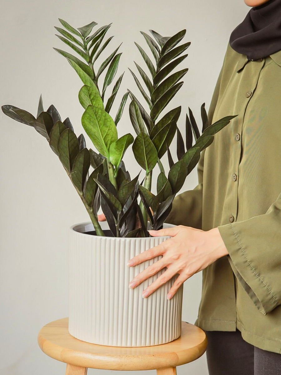 zz plant thrives well in low light conditions and also assists in air purification