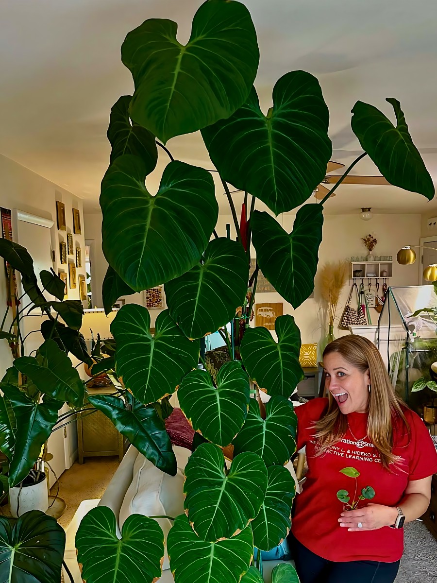 Philodendrons can grow exceptionally large and also add vibrancy to rooms with low light