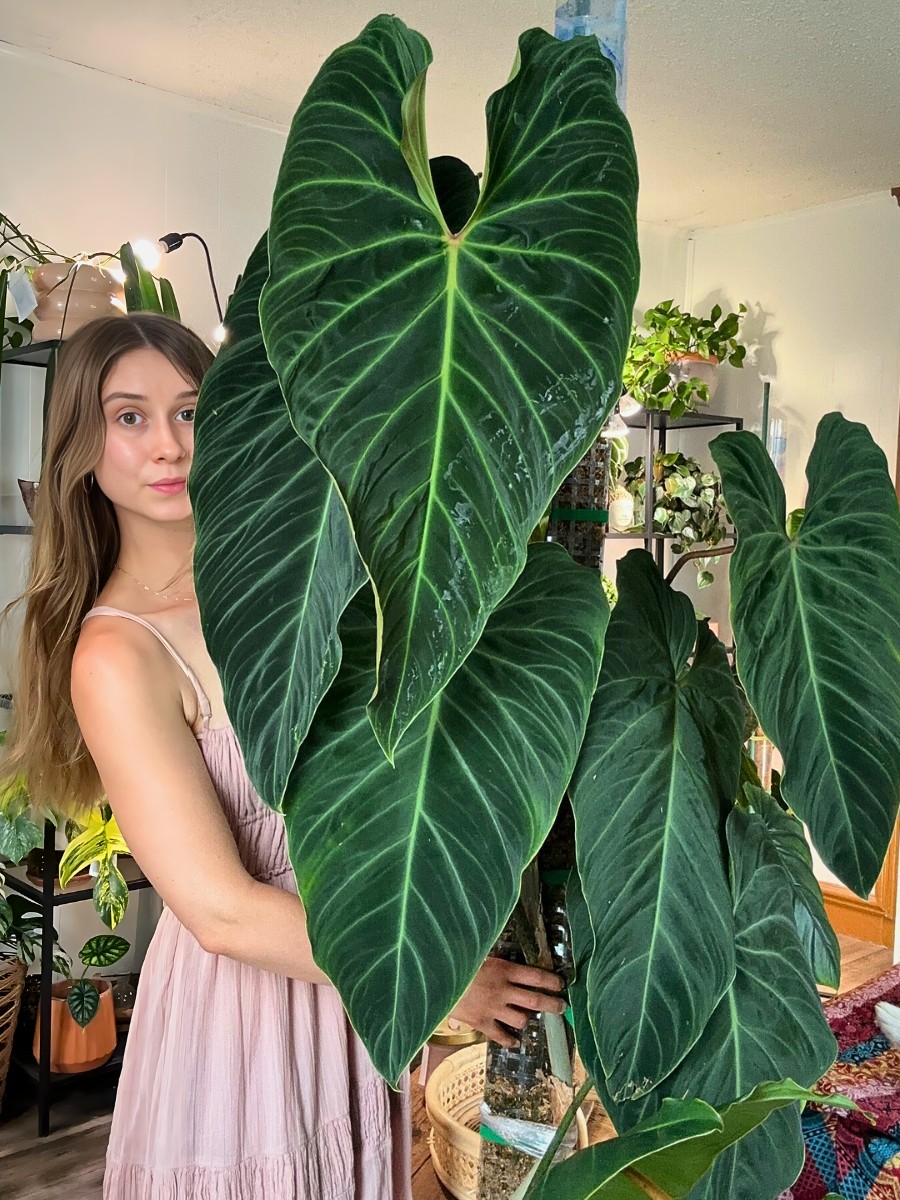 Philodendron's large leaves are also less light demanding