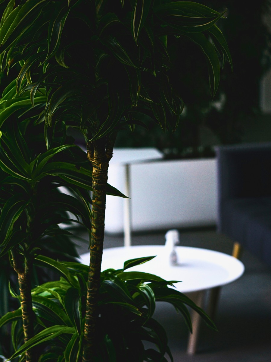 Brighten your dim rooms with Dracaena that purifies the air and demand minimal care.