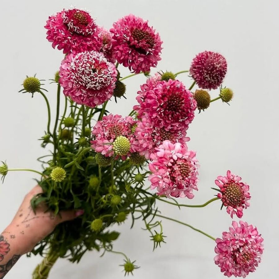 Pink Scabiosa from mayeshwholesale