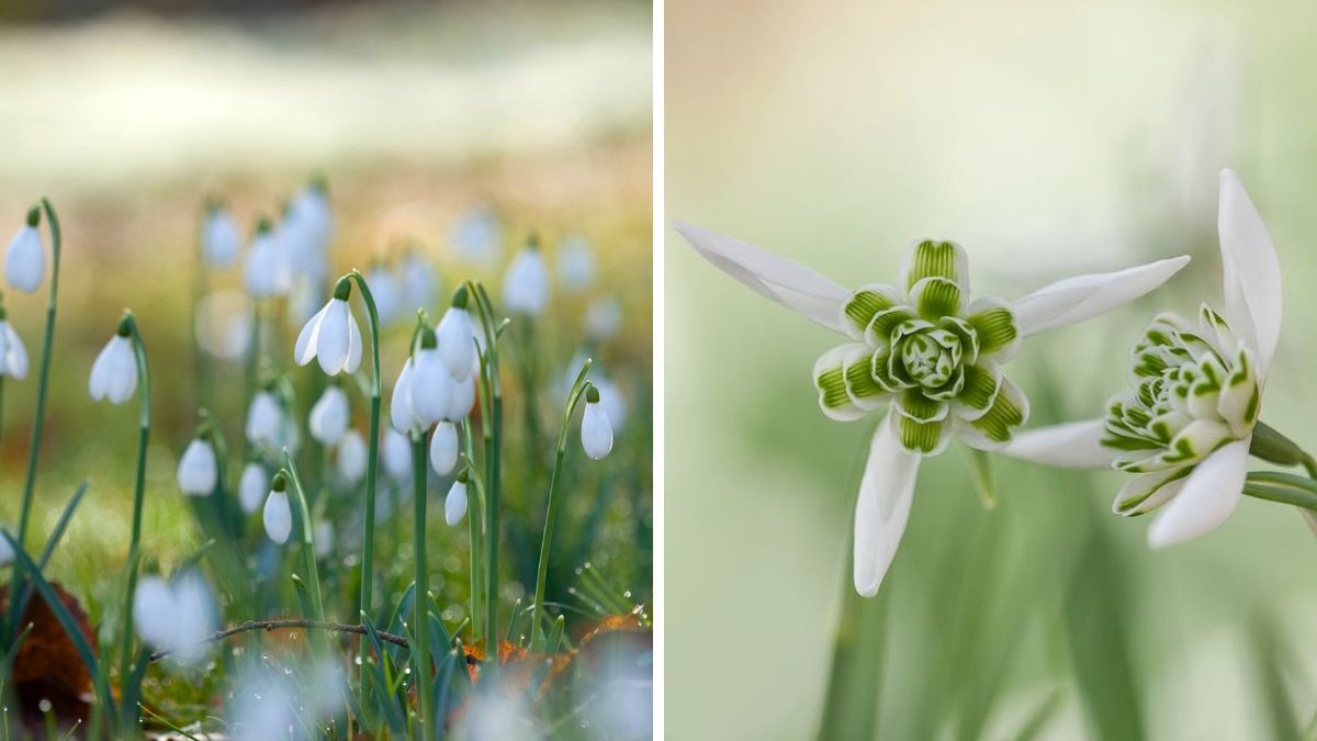 Galanthus from clivenichols 