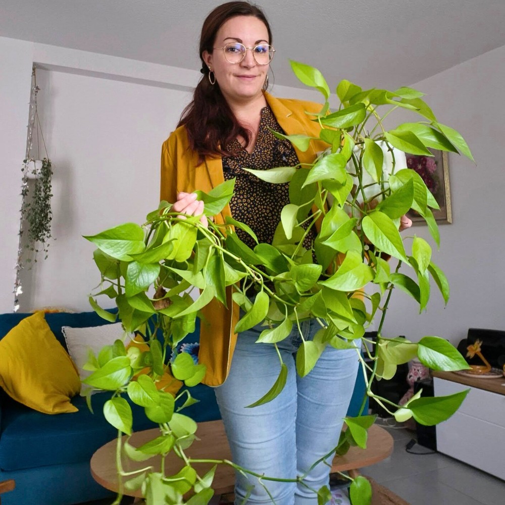 Brighten your dim rooms with pothos that also are well-known low-maintenance plants