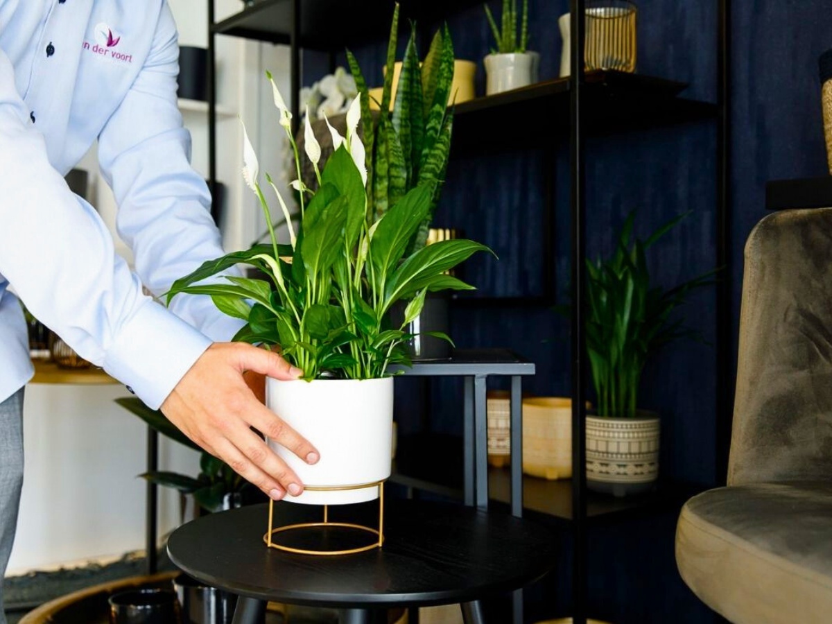 a person keeping a vase of peace lilies indoors