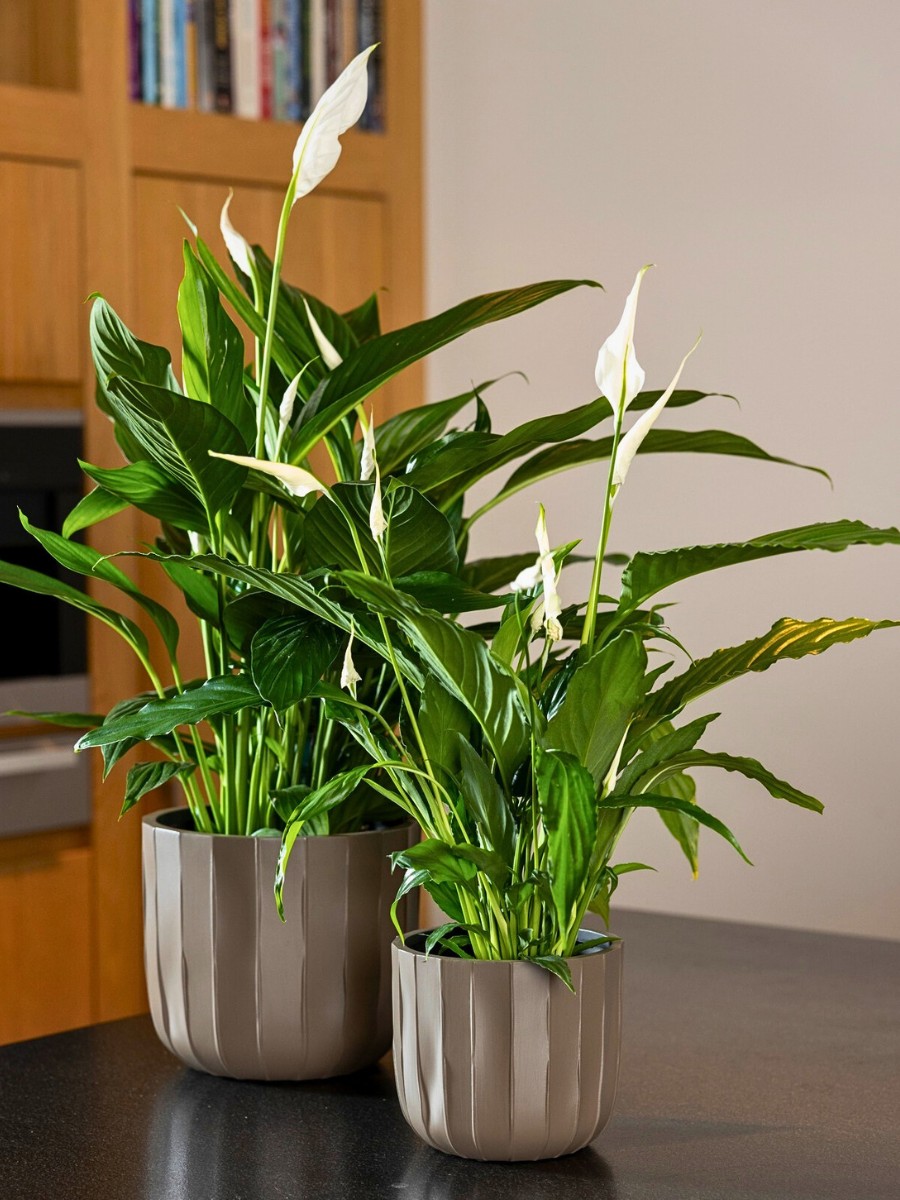 bunch of peace lilies growing in modern vase kept indoors