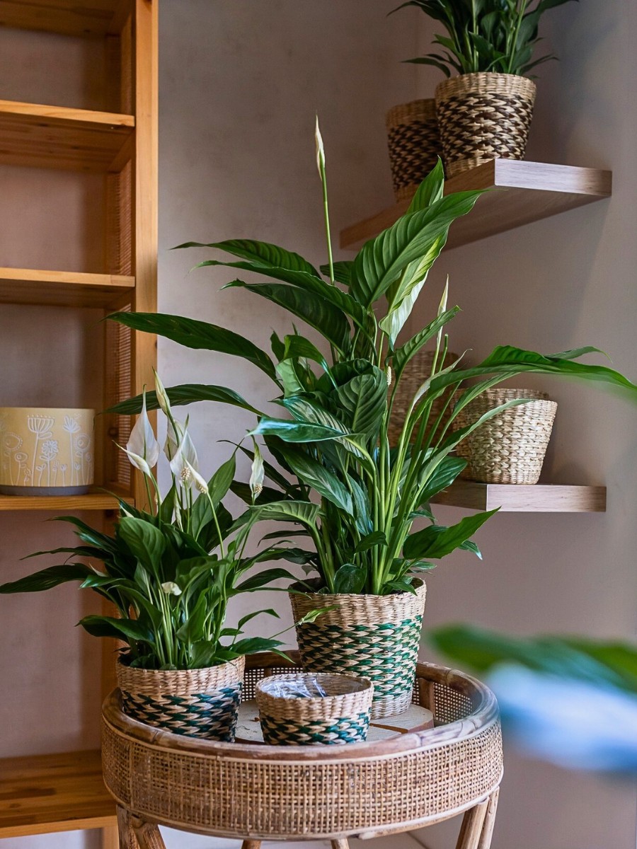 Spathiphyllum is one of the best houseplants that does well in low light