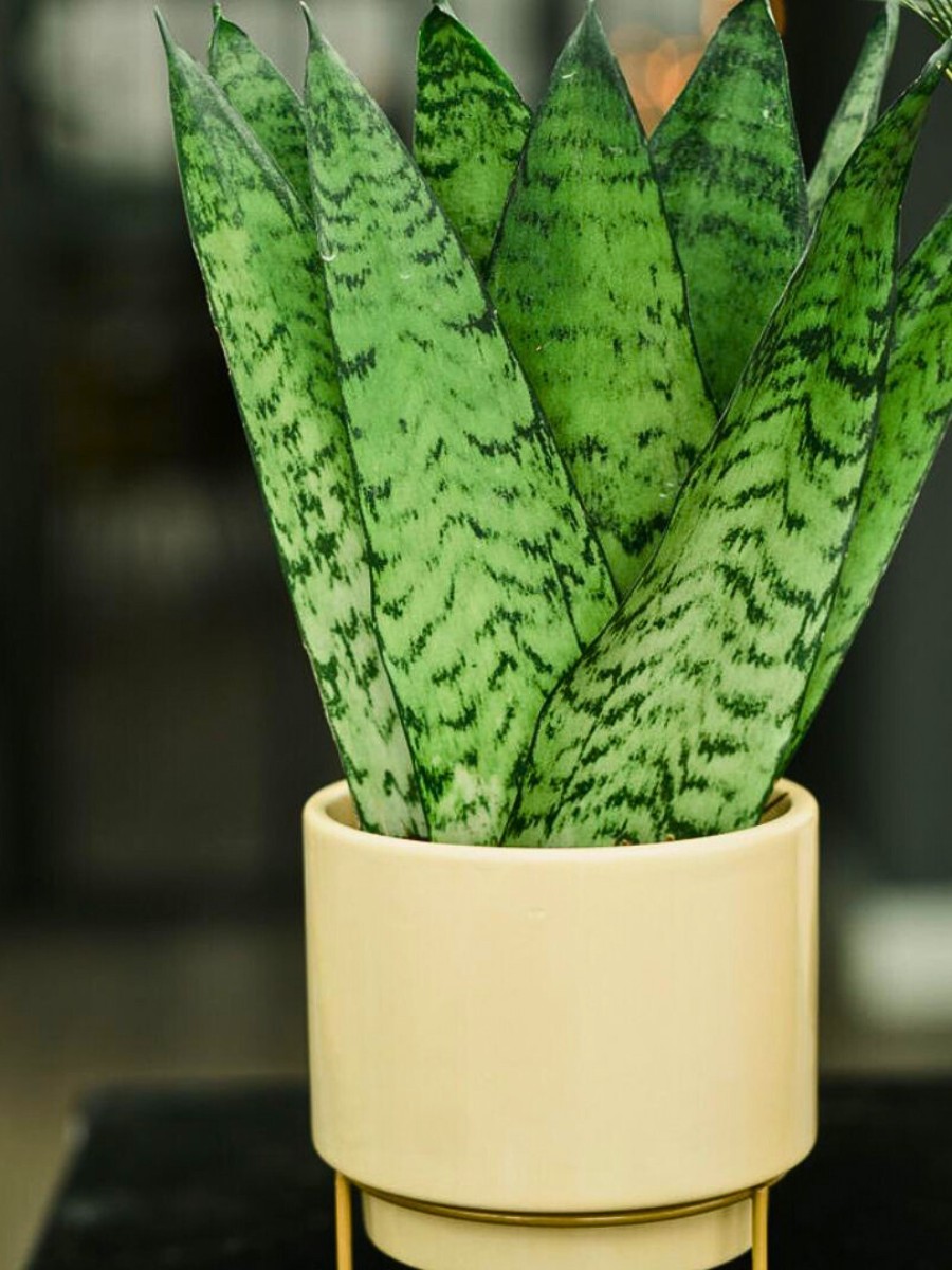 Sansevieria zeylanica Fan