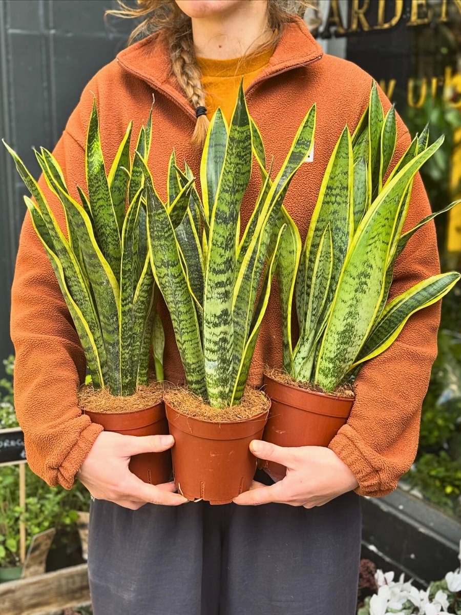 Best Low Light Houseplant Varieties That Add Vibrancy to Dim Rooms