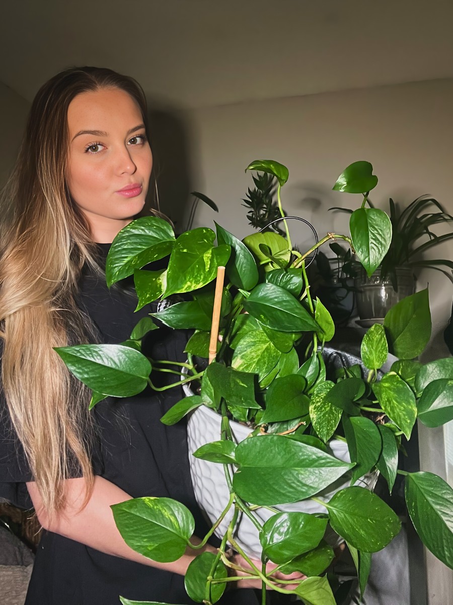 Pothos survive well in low light conditions