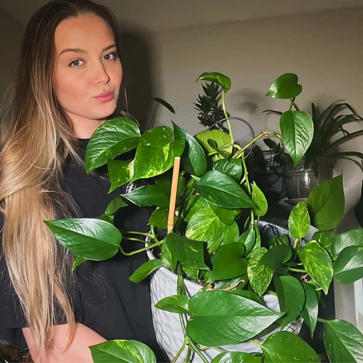 Best Low Light Houseplant Varieties That Add Vibrancy to Dim Rooms