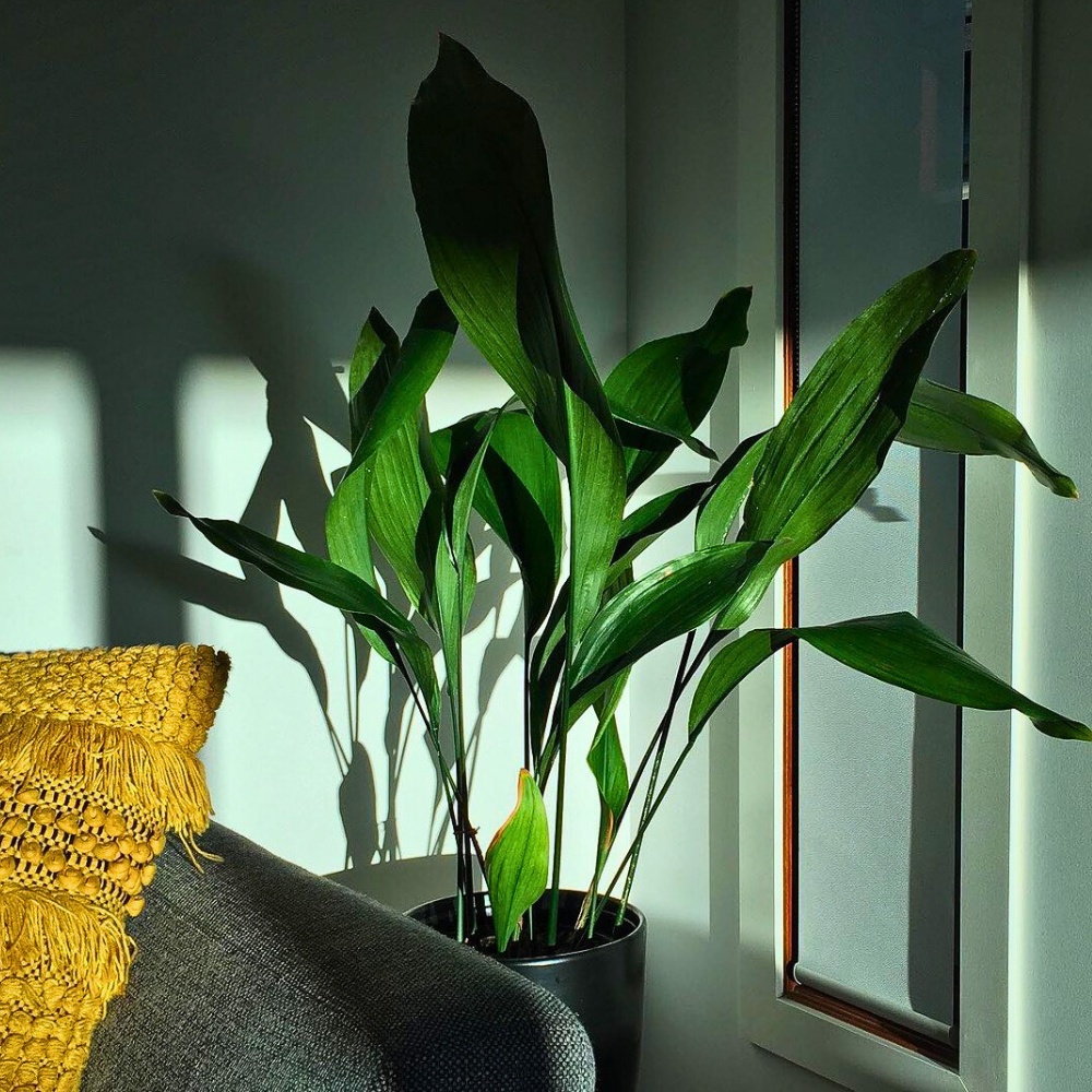 cast iron plants also fit well in dim rooms and spaces with low light exposure