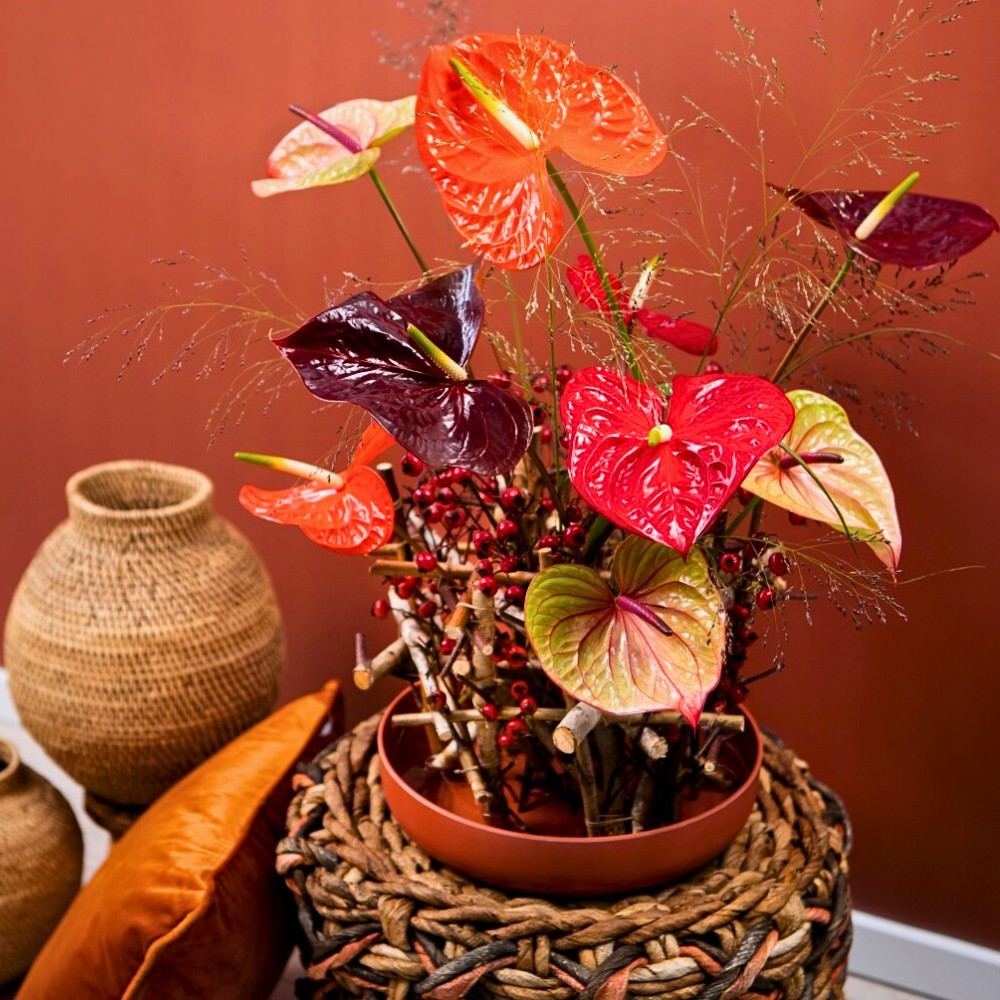 Anthurium design for King's Day by Anthura BV