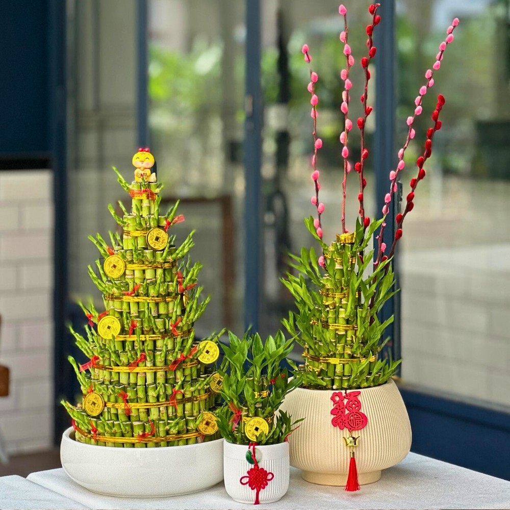 Lucky bamboo