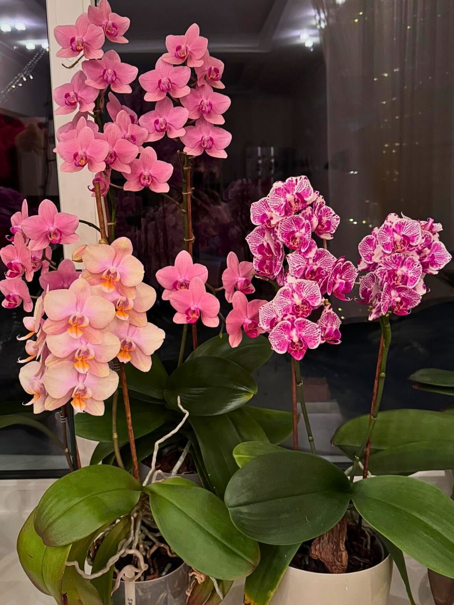 Phalaenopsis