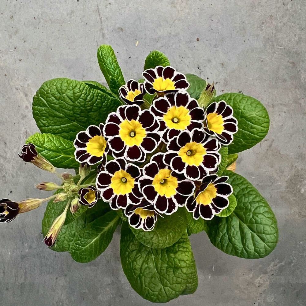 Primula vulgaris Victorian Silver Lace