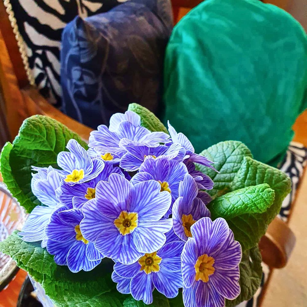 Primula vulgaris flowering plant indoors