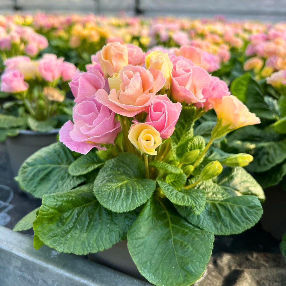 Pink colored Primula vulgaris in a greenhouse