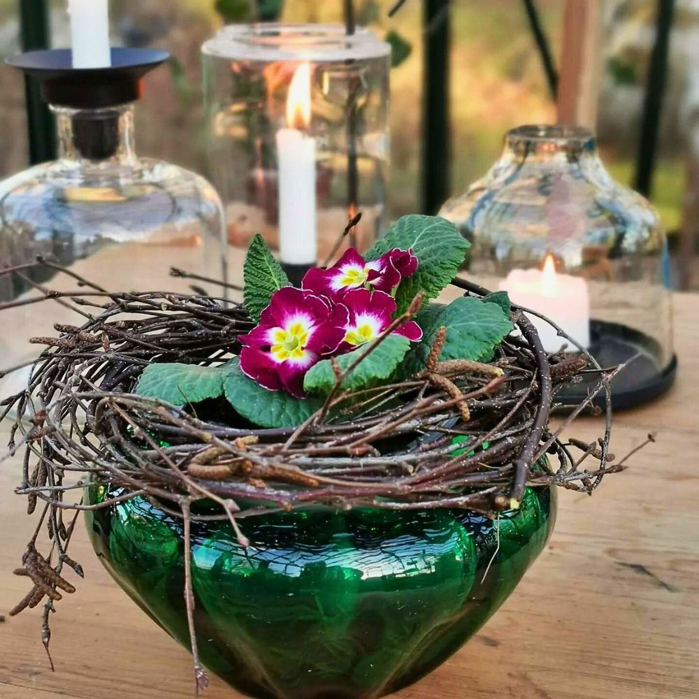 Primula Vulgaris is a spring flower