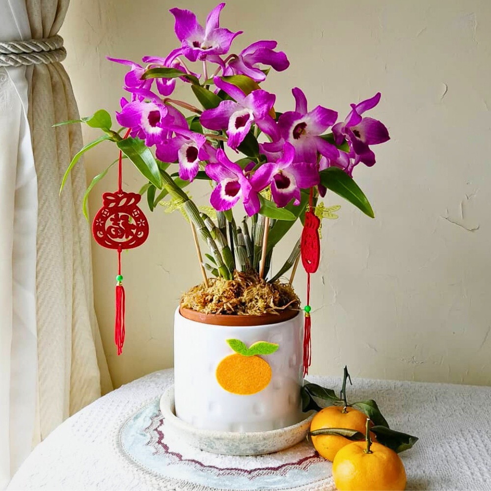 Dendrobium orchid