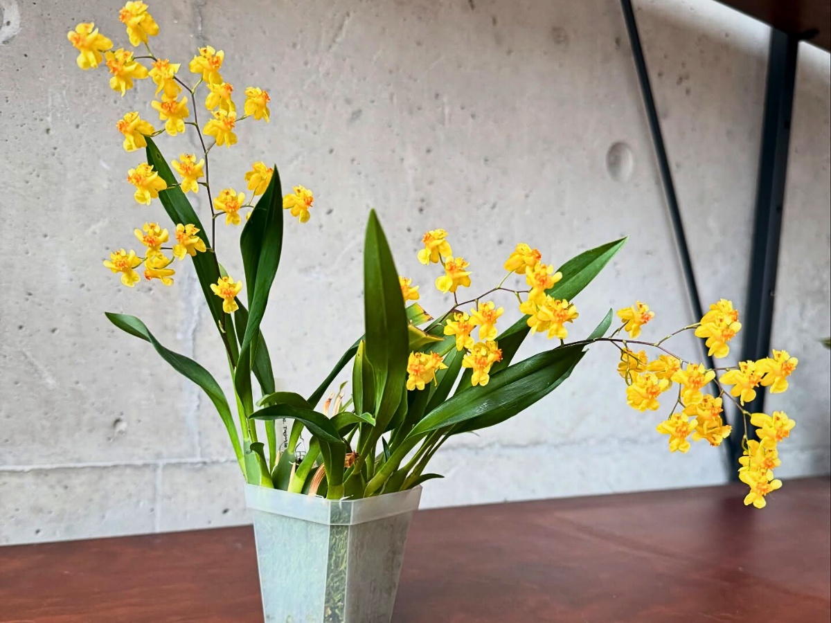 When was Chinese New Year 2025? and When is Chinese New Year 2026?