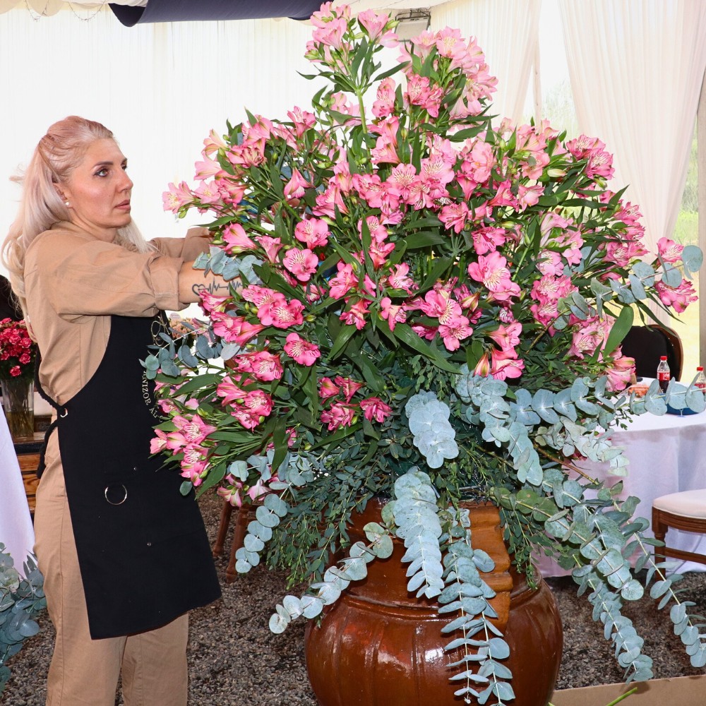 K&ouml;nst Alstroemeria Marks Eight Decades of Superior Breeding